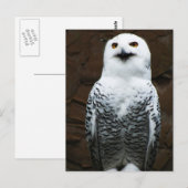 Schneeauge Postkarte (Vorne/Hinten)