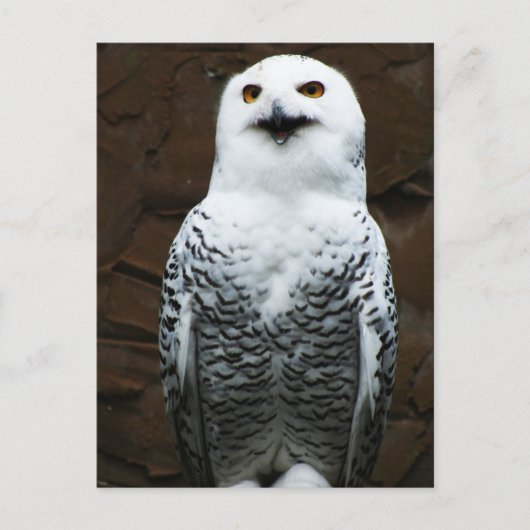 Schneeauge Postkarte (Vorderseite)