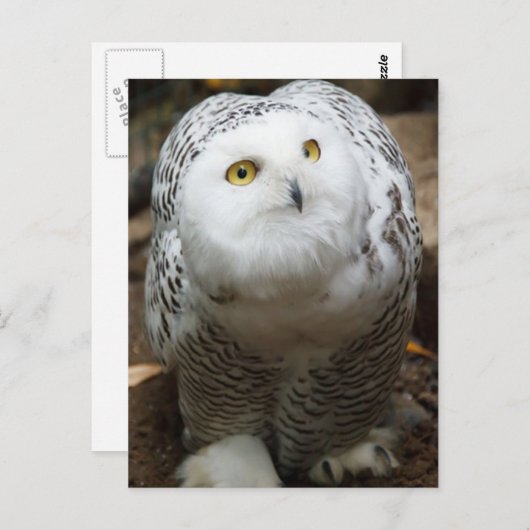 Schneeauge Postkarte (Vorne/Hinten)