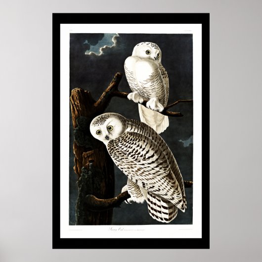 Schneeauge, Vintage Abbildung Poster (Vorne)