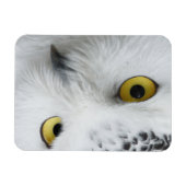 Schneeaugen Magnet (Horizontal)