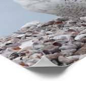 Schneeauschale auf Muscheln Poster (Ecke)