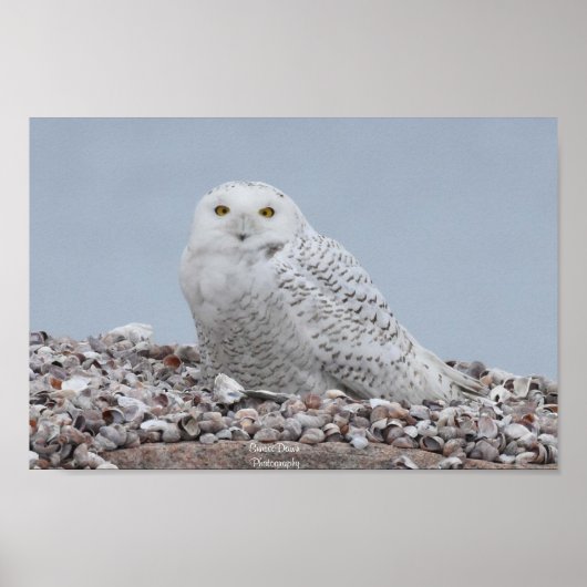Schneeauschale auf Muscheln Poster (Vorne)