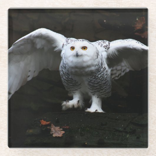 Schneeauschale mit offenem Flügel Küstenercnm Glasuntersetzer (Vorderseite)