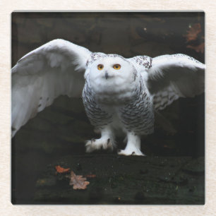 Schneeauschalen mit offenem Flügel Glasuntersetzer