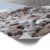 Schneeauwl auf Muscheln Poster (Ecke)