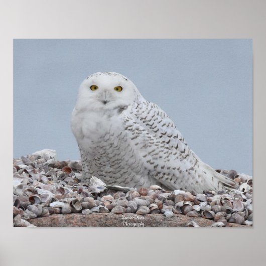 Schneeauwl auf Muscheln Poster (Vorne)