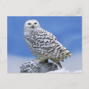 Schneeauwl (Bubo scandiacus) Postkarte