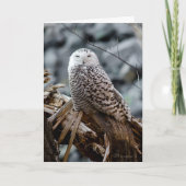 Schneeauwl Feiertagskarte (Vorderseite)