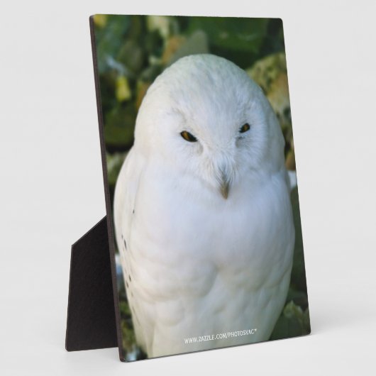 Schneeauwl Fotoplatte (Seite)