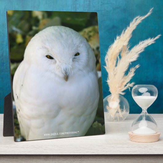 Schneeauwl Fotoplatte (Seite)