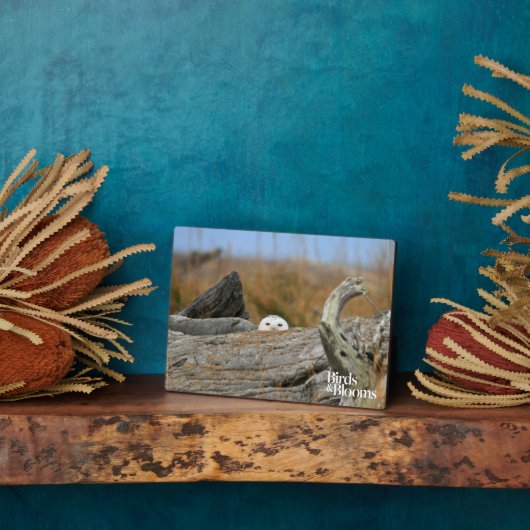 Schneeauwl Fotoplatte (Seite)