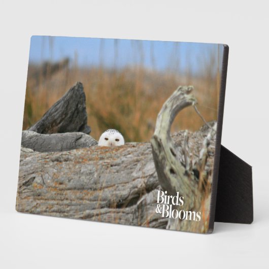 Schneeauwl Fotoplatte (Seite)