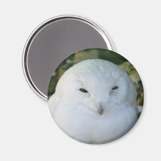Schneeauwl Magnet (Vorderseite/Rückseite)