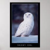Schneeauwl Poster (Vorne)