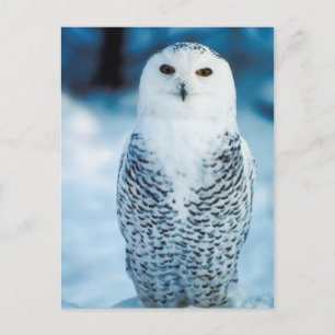 Schneeauwl Postkarte