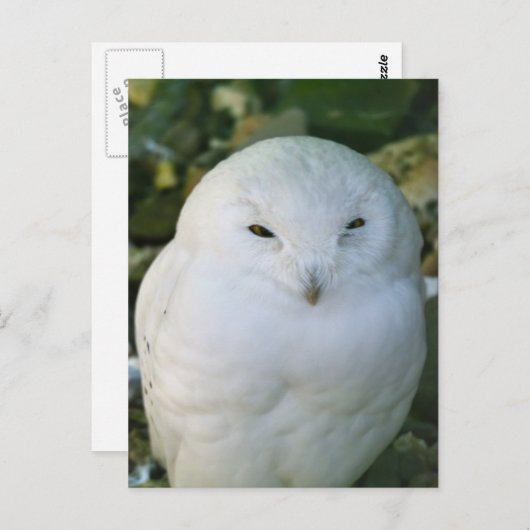 Schneeauwl Postkarte (Vorne/Hinten)