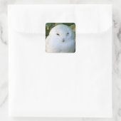 Schneeauwl Quadratischer Aufkleber (Tasche)