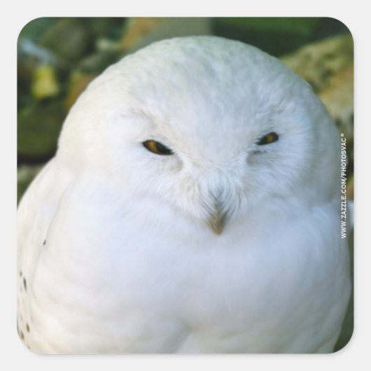 Schneeauwl Quadratischer Aufkleber (Vorderseite)
