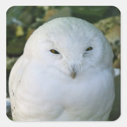 Schneeauwl Quadratischer Aufkleber (Vorderseite)