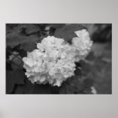 Schneeball im Frühling Poster (Vorne)