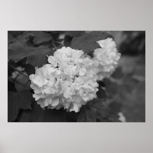 Schneeball im Frühling Poster (Vorne)