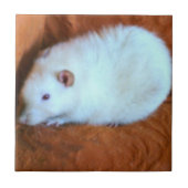 Schneeball-weiße Ratten-Fliese Fliese (Vorderseite)