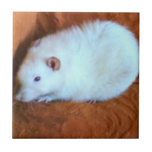 Schneeball-weiße Ratten-Fliese Fliese (Vorderseite)