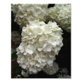 Schneeballbaum Fotodruck (Vorne)