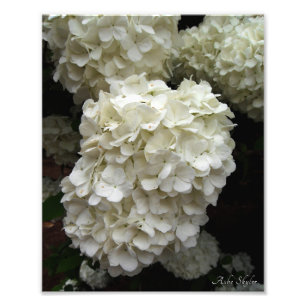 Schneeballbaum Fotodruck