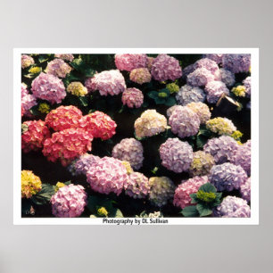 Schneebälle in rosa und in Lila durch TDGallery Poster