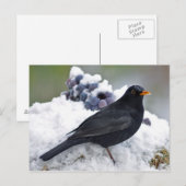 Schneebälle Postkarte (Vorne/Hinten)