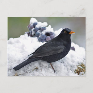 Schneebälle Postkarte