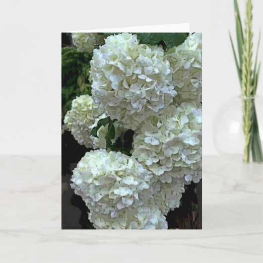 SchneeballHydrangea 2 Karte (Vorderseite)