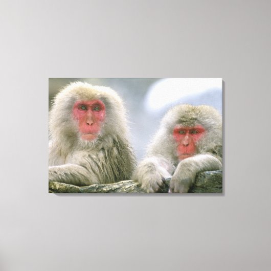 Schneeballkuchen, japanischer Macaque, Leinwanddruck (Vorderseite)