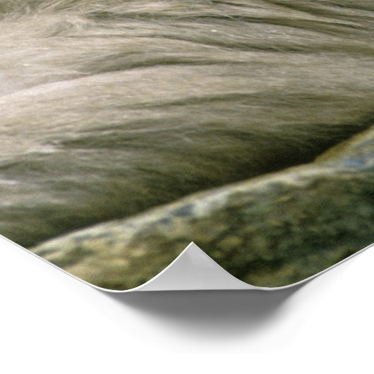 Schneeballkuchen, japanischer Macaque, Poster (Ecke)