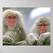 Schneeballkuchen, japanischer Macaque, Poster (Vorne)