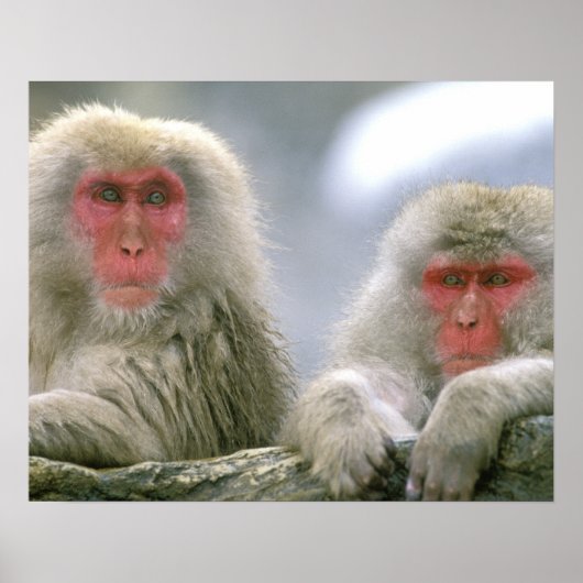 Schneeballkuchen, japanischer Macaque, Poster (Vorne)