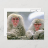 Schneeballkuchen, japanischer Macaque, Postkarte (Vorne/Hinten)