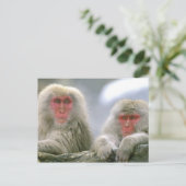 Schneeballkuchen, japanischer Macaque, Postkarte (Stehend Vorderseite)