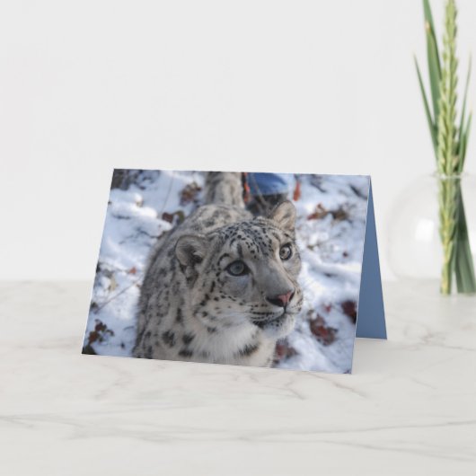 Schneeballleopard-Blankekarte Karte (Vorderseite)