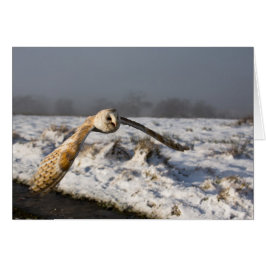 Schneeballschüssel