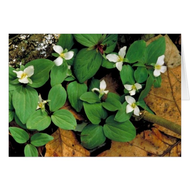 Schneeballtrillium (Vorderseite (Horizontal))