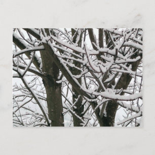 Schneeballzweige Postkarte