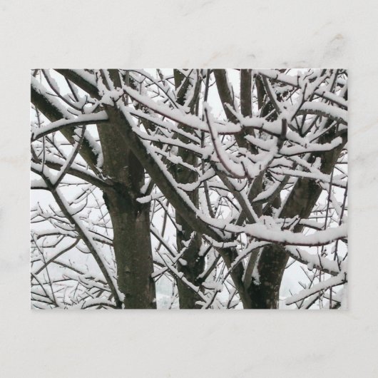 Schneeballzweige Postkarte (Vorderseite)