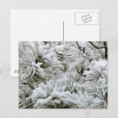 Schneeballzweige Postkarte (Vorne/Hinten)