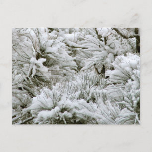 Schneeballzweige Postkarte