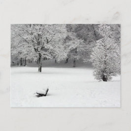 Schneebank und Bäume Postkarte