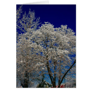 Schneebaum