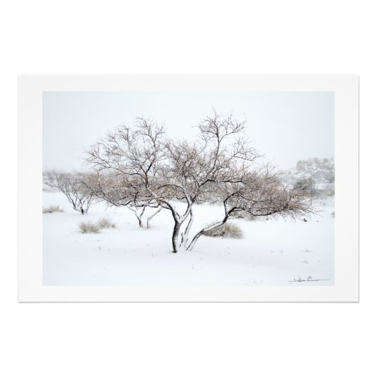 Schneebaum von Sidharta Pascual Fotodruck (Vorne)